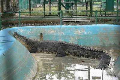 Crocodile Park Complex