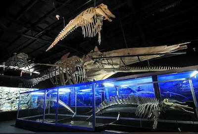 D’ Bone Collector Museum