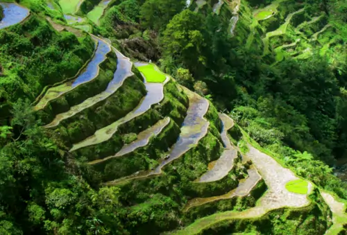 rice terraces